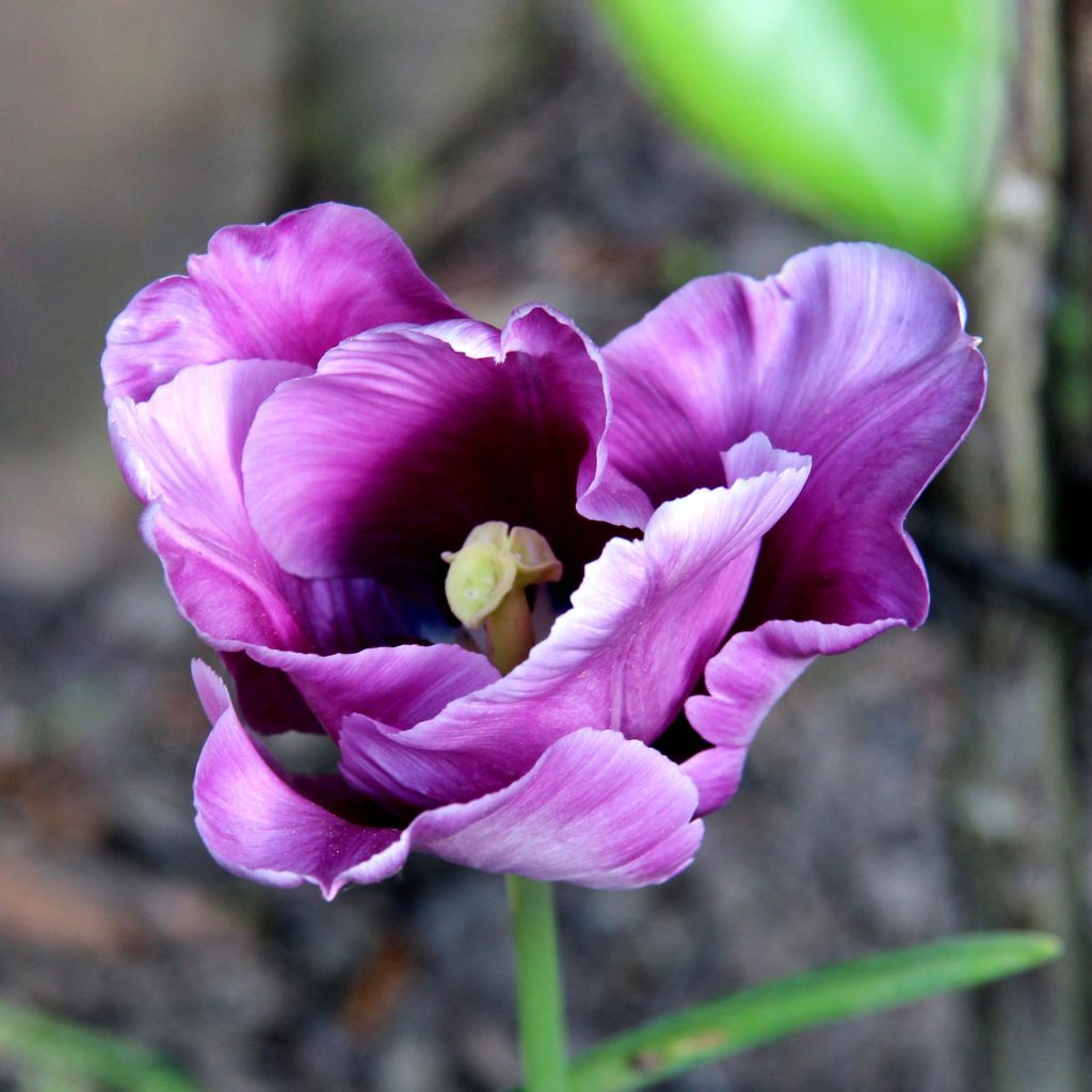 Tulipe Perroquet Blue Parrot