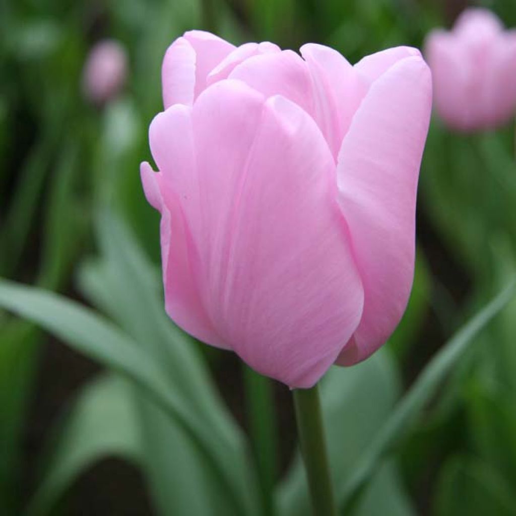 Myöhäinen yksinkertainen tulppaani Pink Diamond