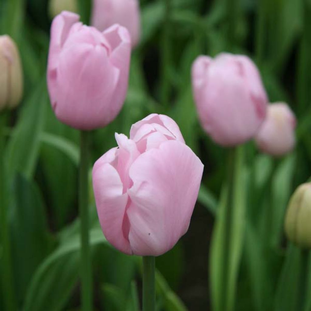 Myöhäinen yksinkertainen tulppaani Pink Diamond