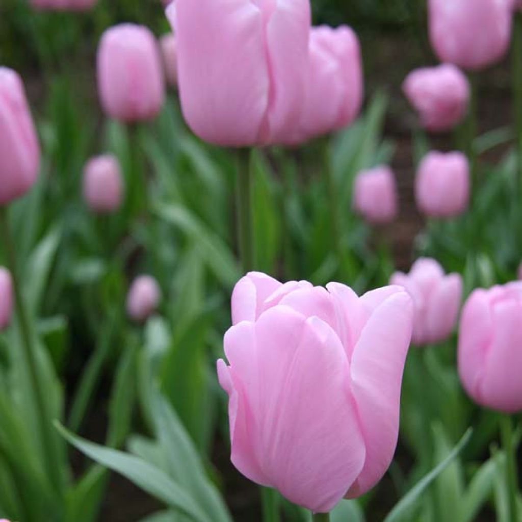 Myöhäinen yksinkertainen tulppaani Pink Diamond