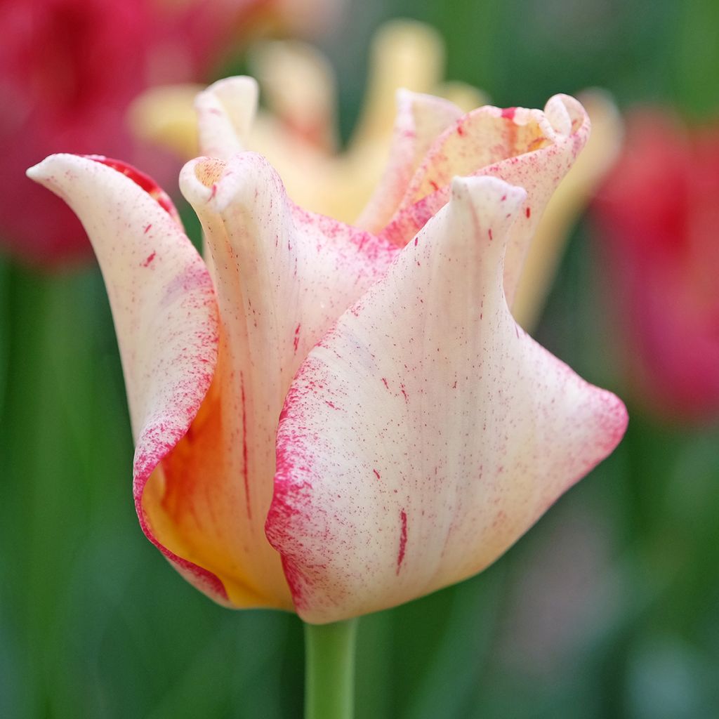 Coronet-tulppaani Striped Crown