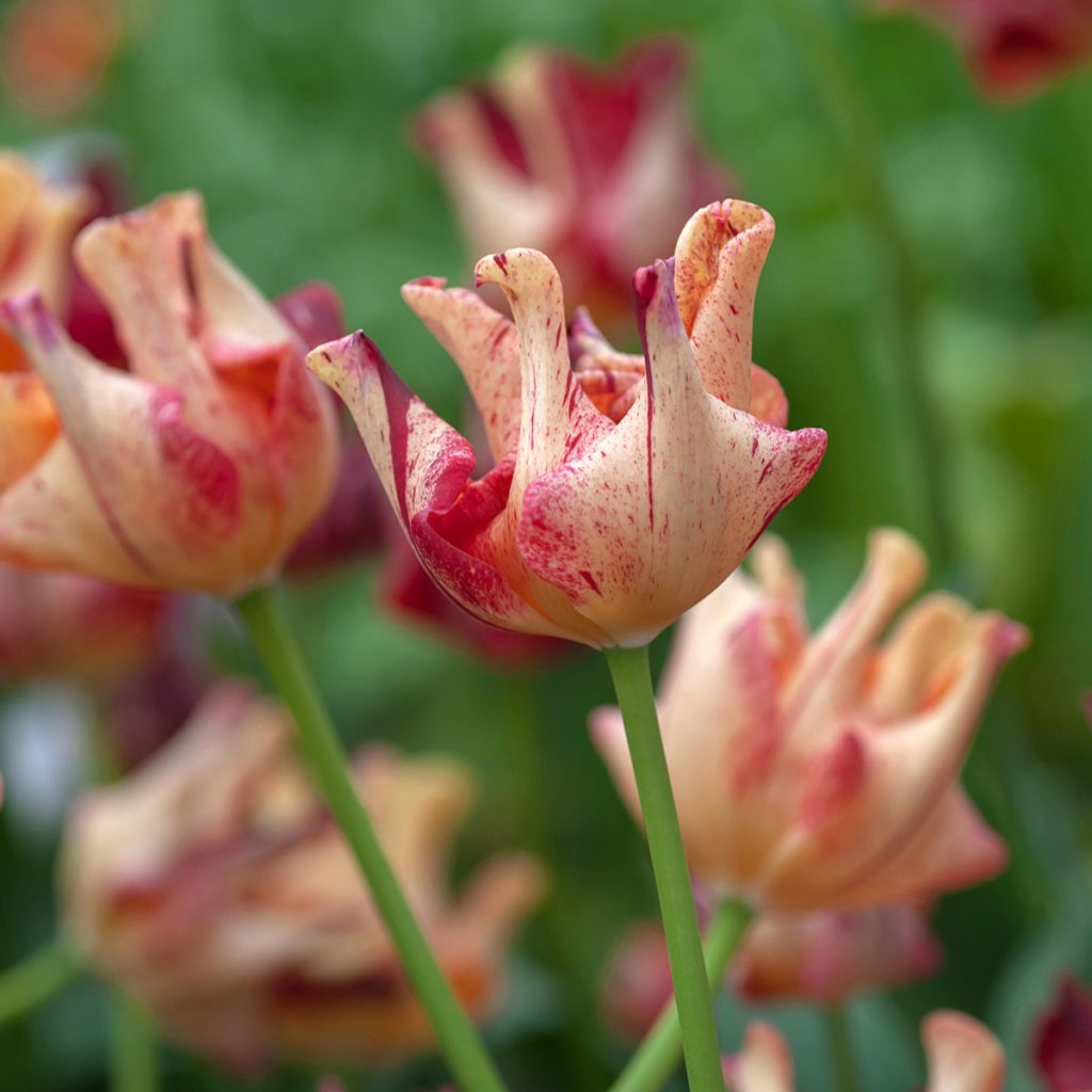 Coronet-tulppaani Striped Crown