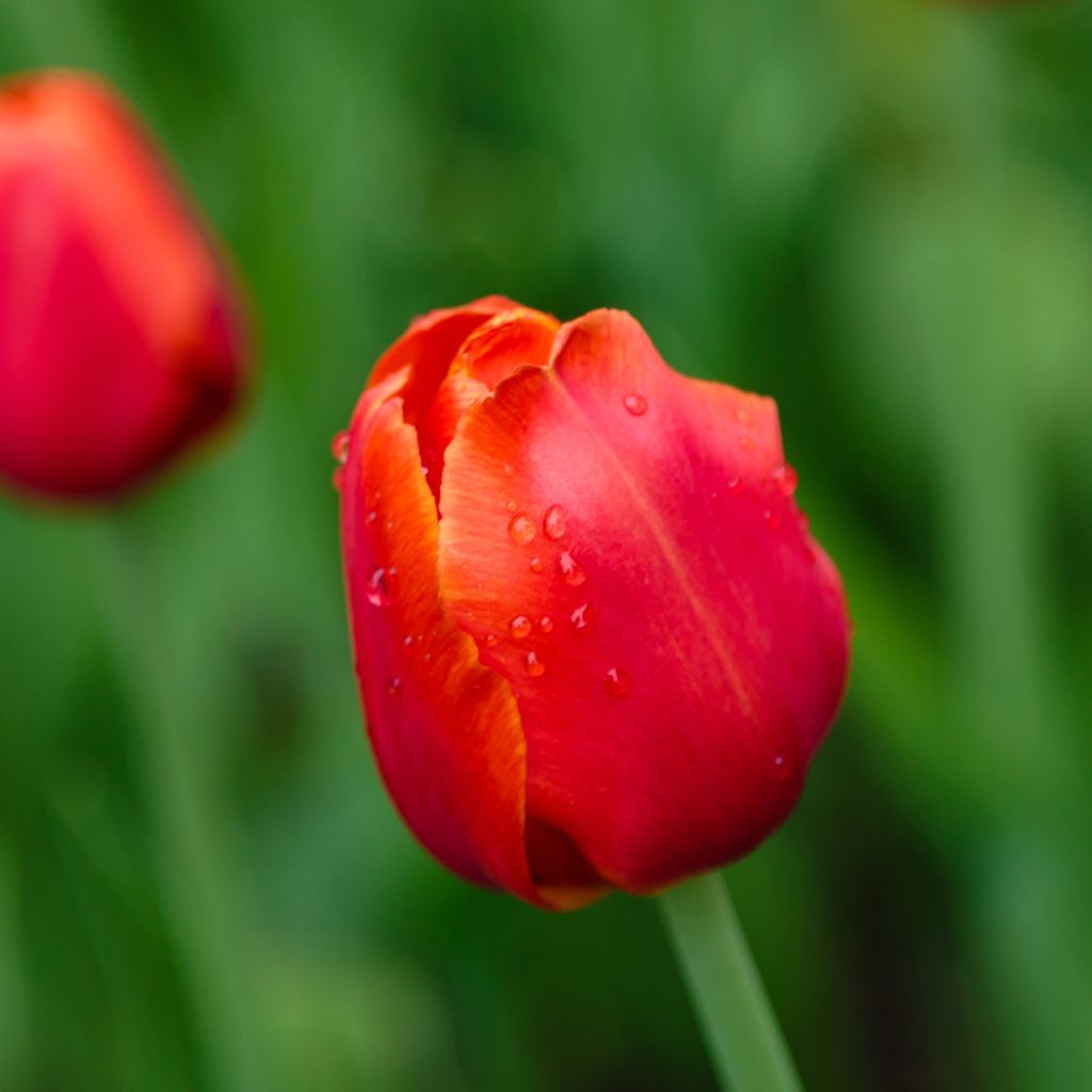 Triumftulppaani Annie Schilder