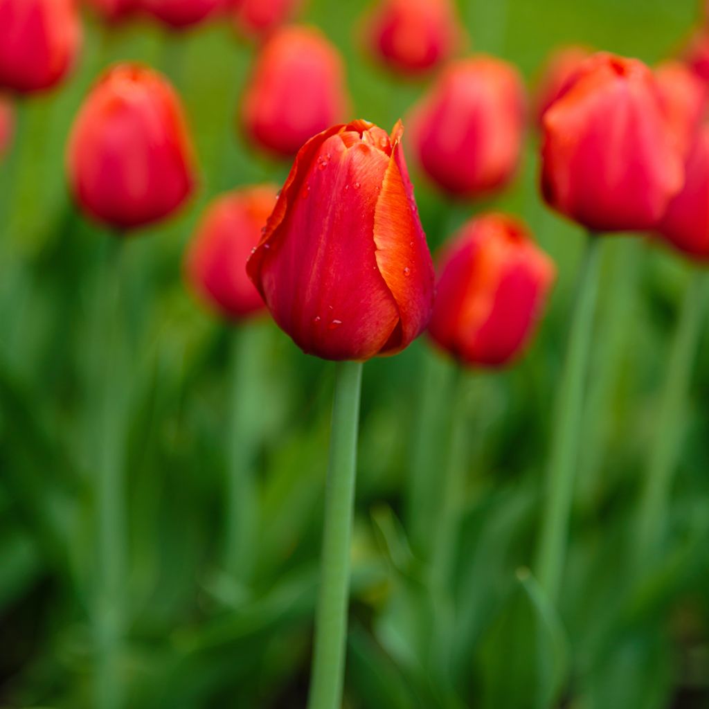 Triumftulppaani Annie Schilder