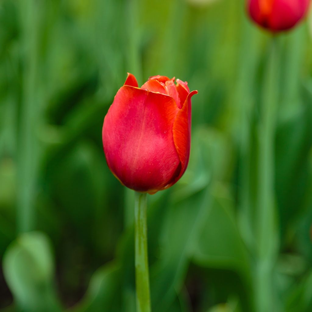 Triumftulppaani Annie Schilder