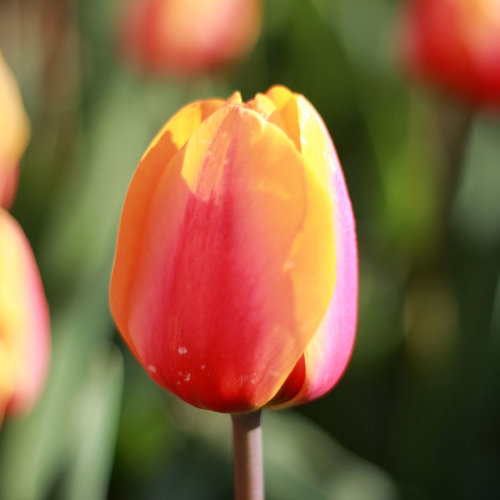 Triumftulppaani Apricot Favourite