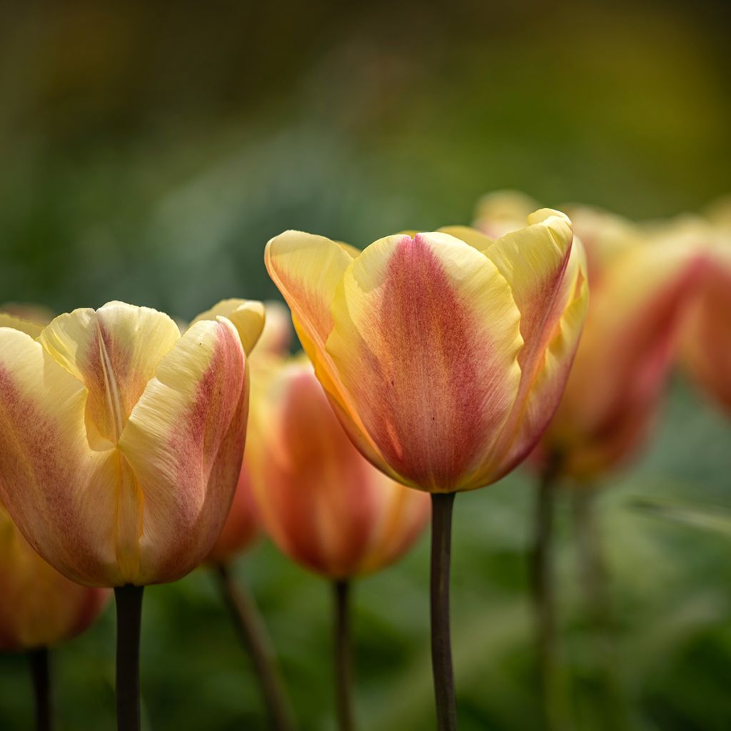 Triumftulppaani Apricot Foxx