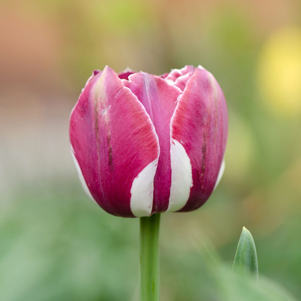 Triumftulppaani Arabian Mistery