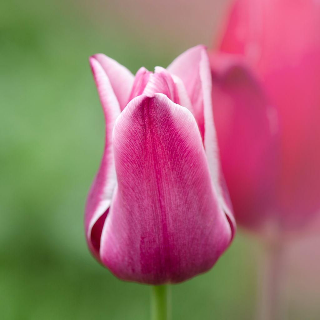 Triumftulppaani Arabian Mistery