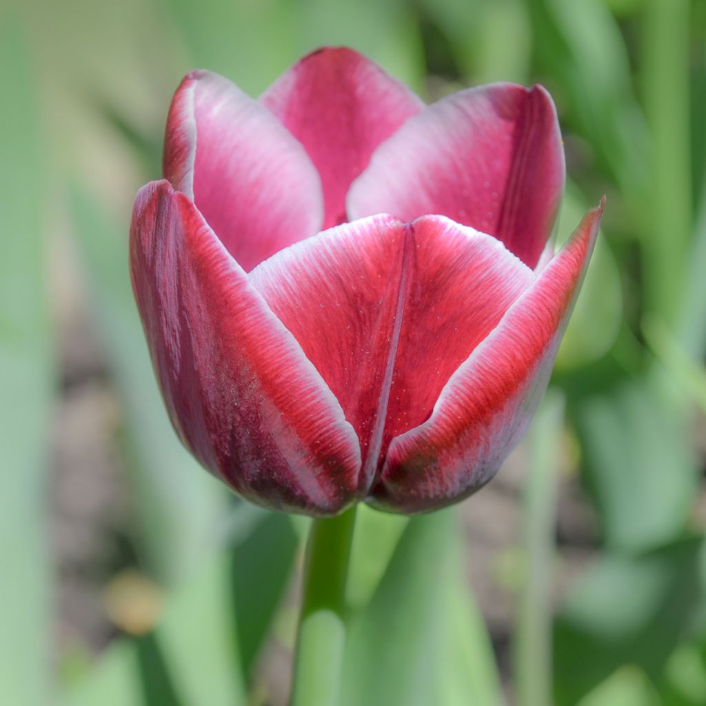 Triumftulppaani Arabian Mistery