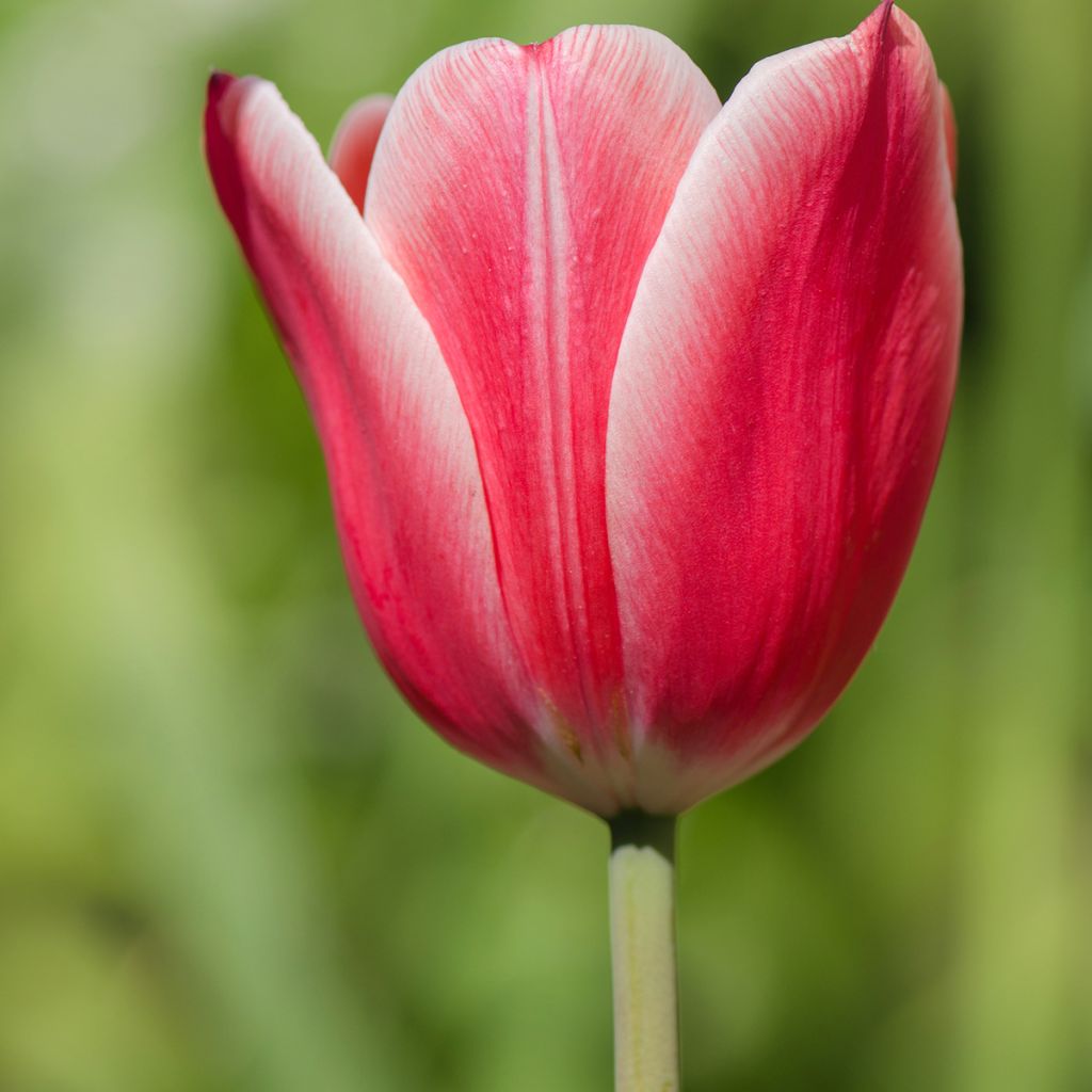 Triumftulppaani Arabian Mistery