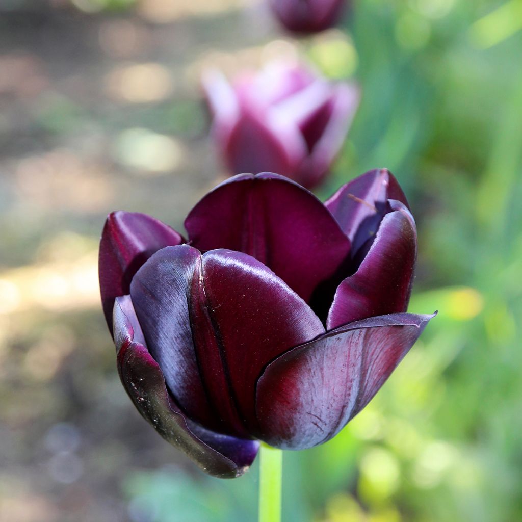 Triumftulppaani Black Jack