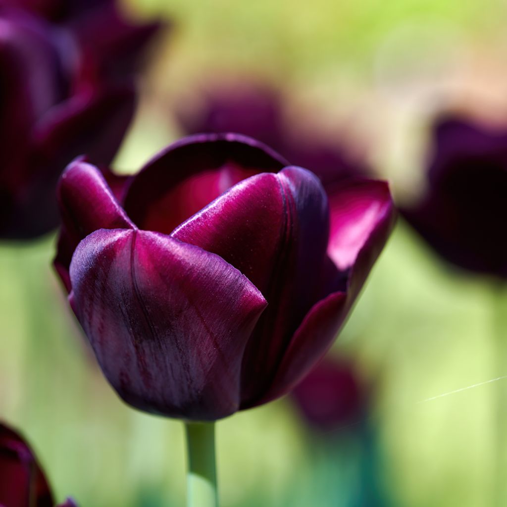 Triumftulppaani Black Jack