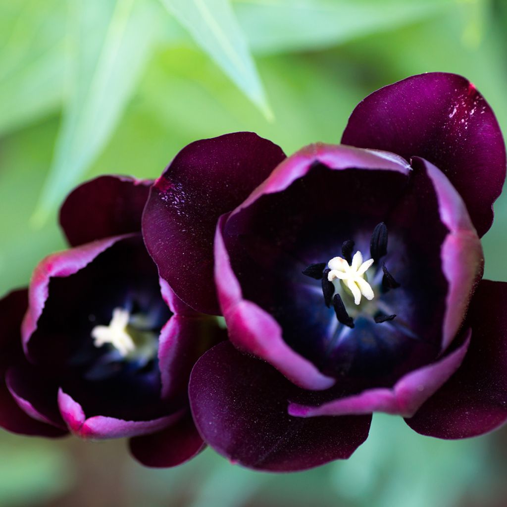 Triumftulppaani Black Jack