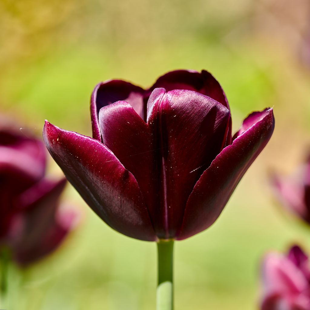 Triumftulppaani Black Jack