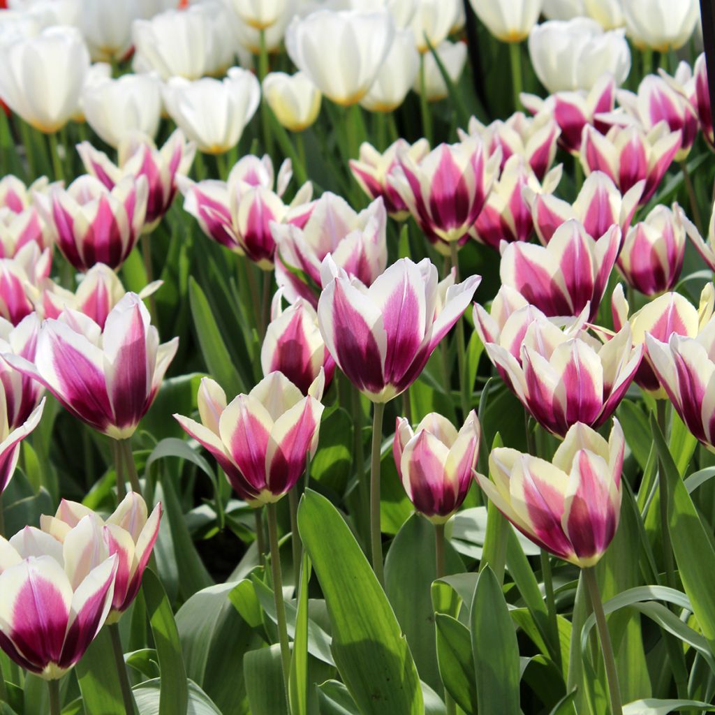 Triumftulppaani Chansonnette