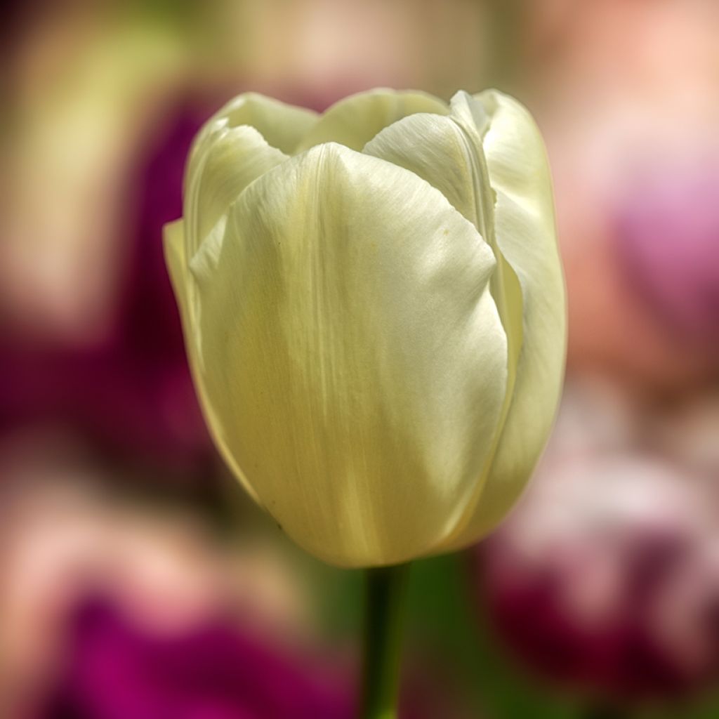 Triumftulppaani Creme Flag