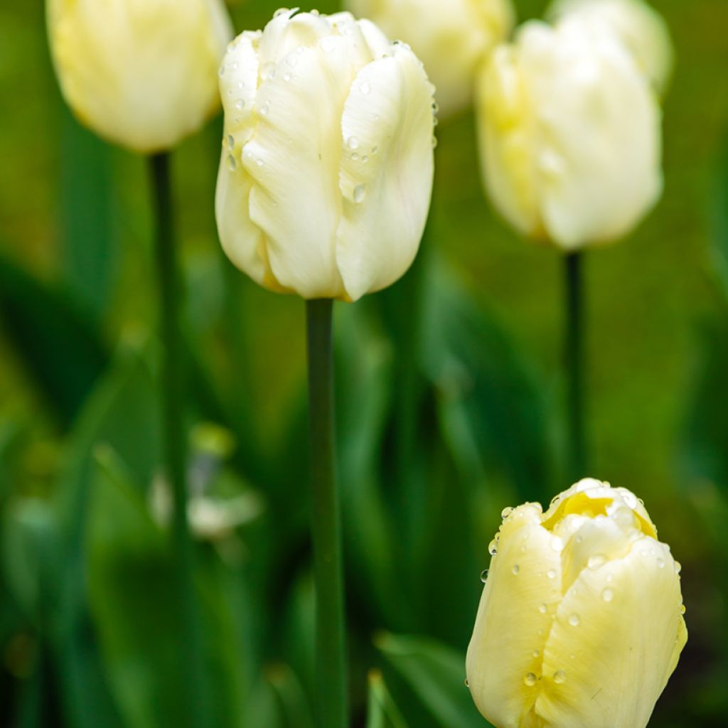 Triumftulppaani Creme Flag