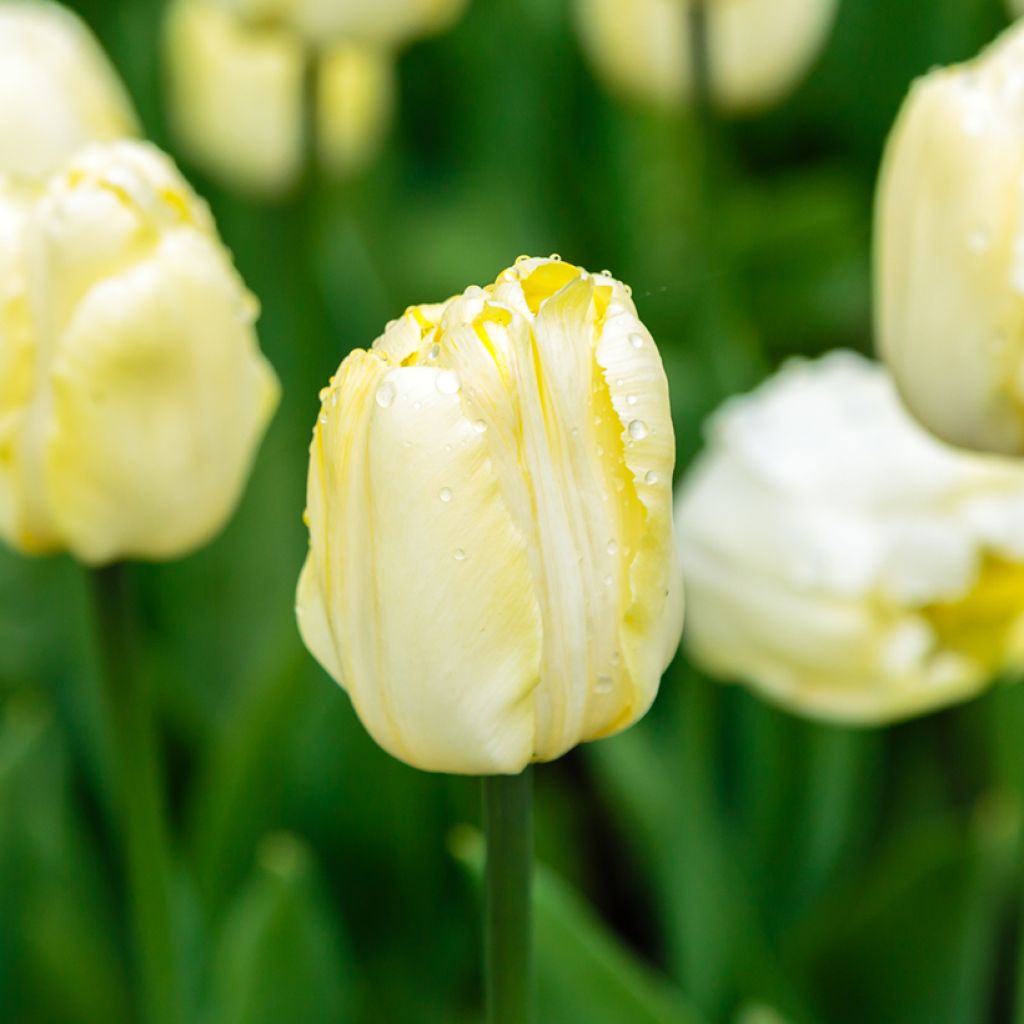 Triumftulppaani Creme Flag
