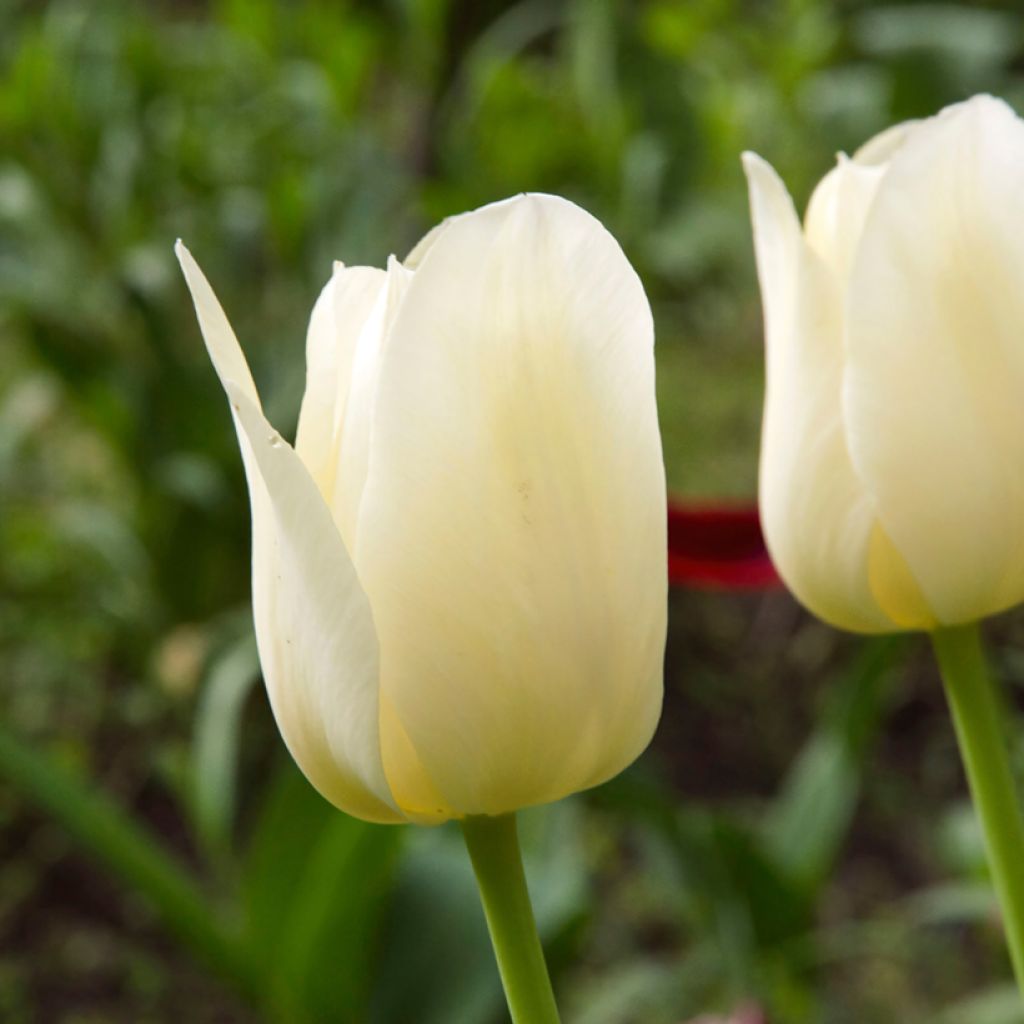 Triumftulppaani Creme Flag