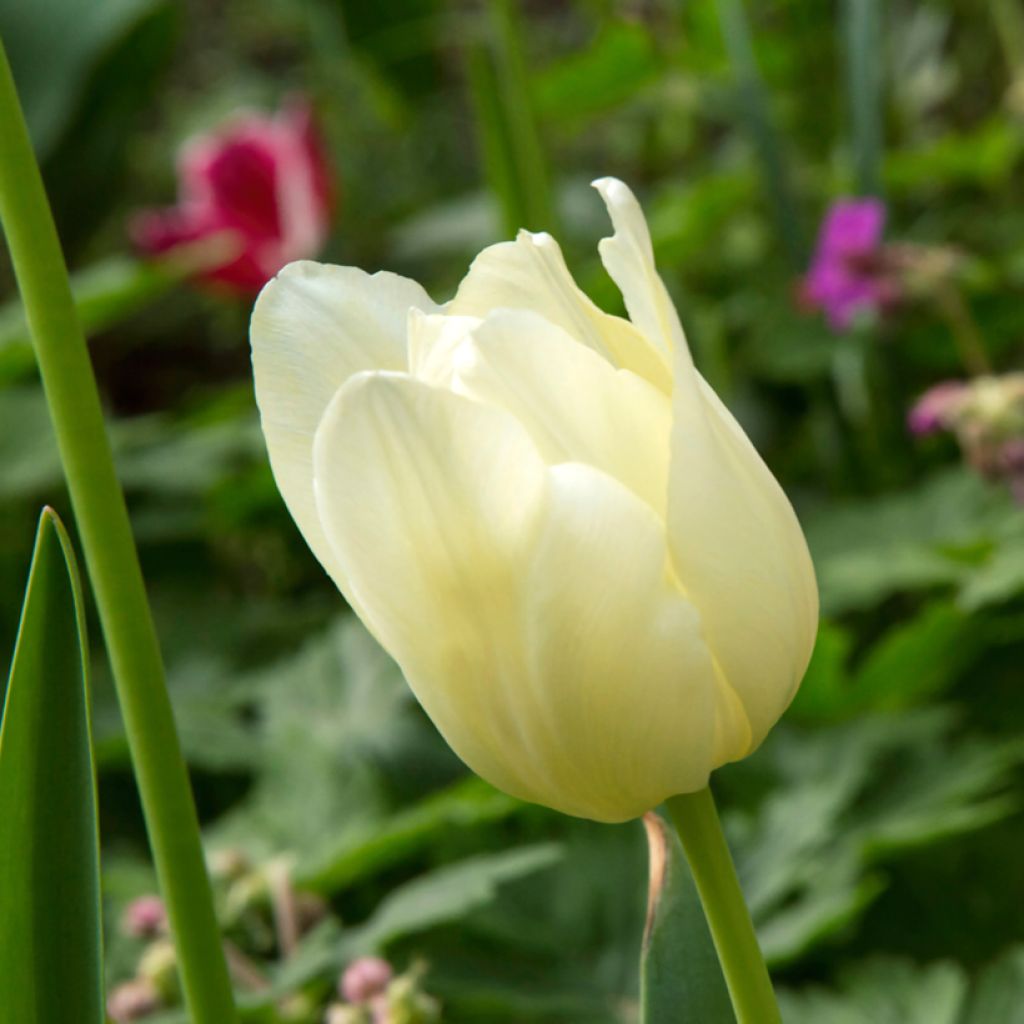 Triumftulppaani Creme Flag