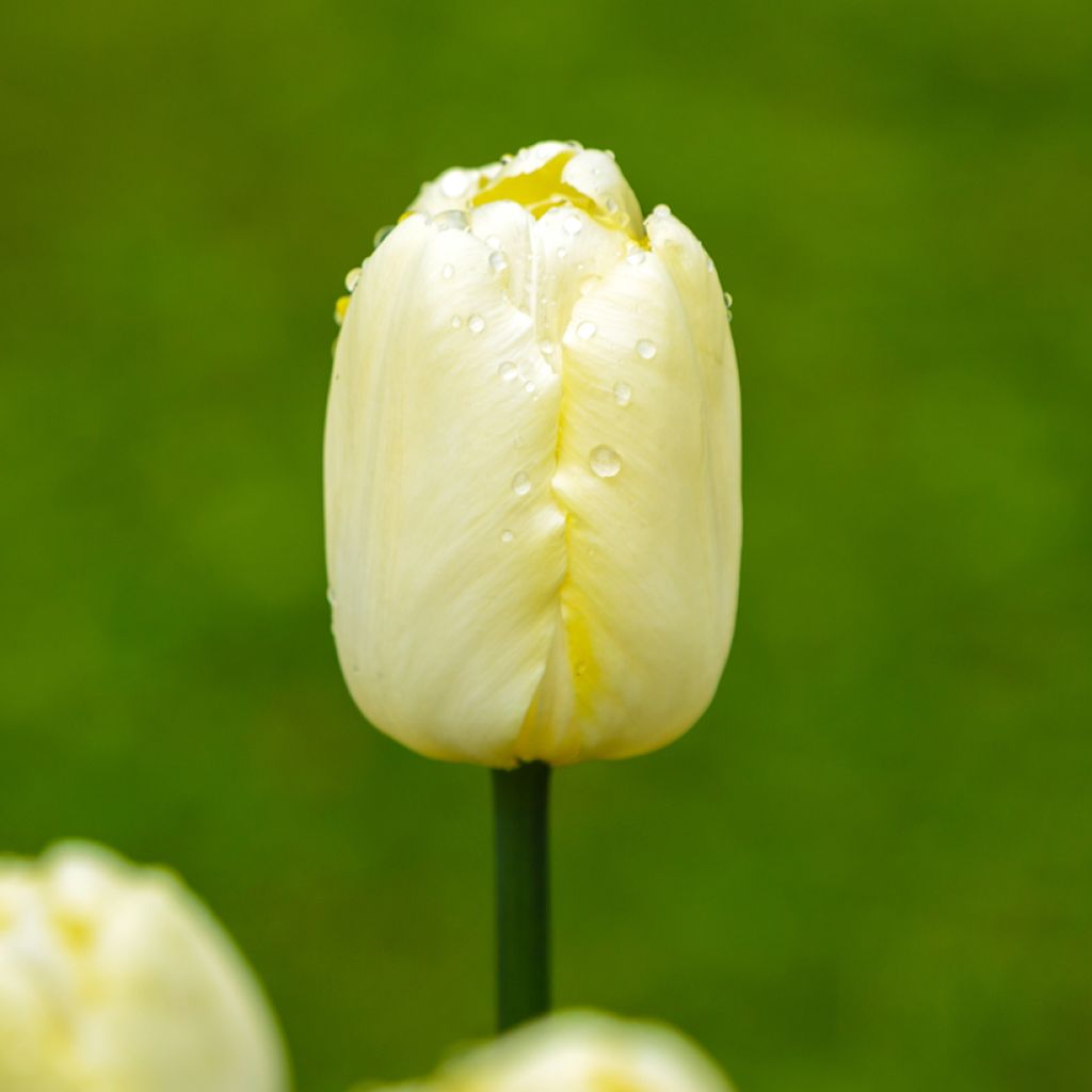 Triumftulppaani Creme Flag