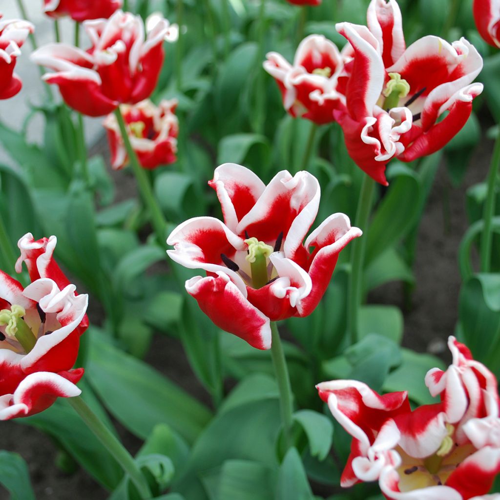 Triumftulppaani Elegant Crown