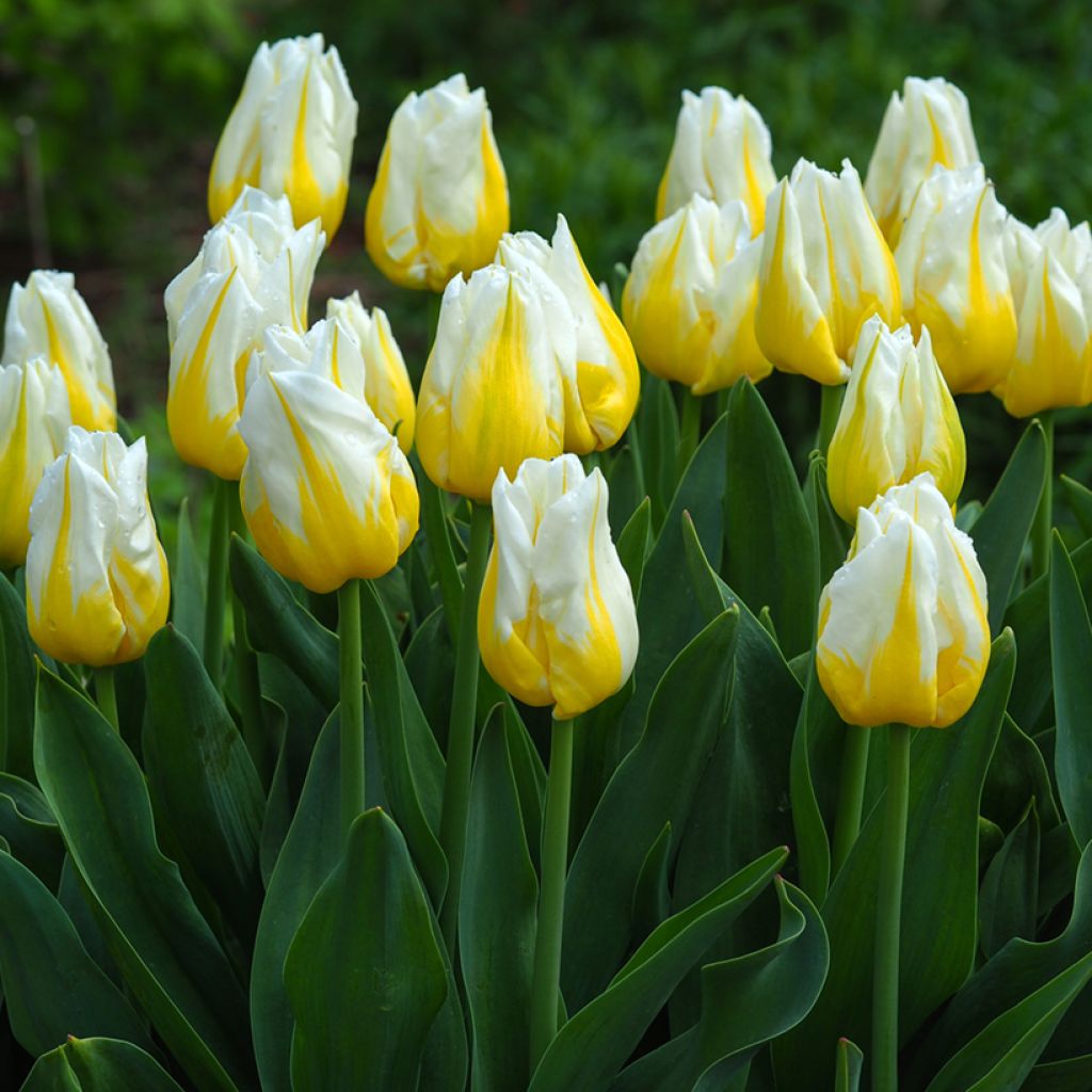 Triumftulppaani Flaming Agrass