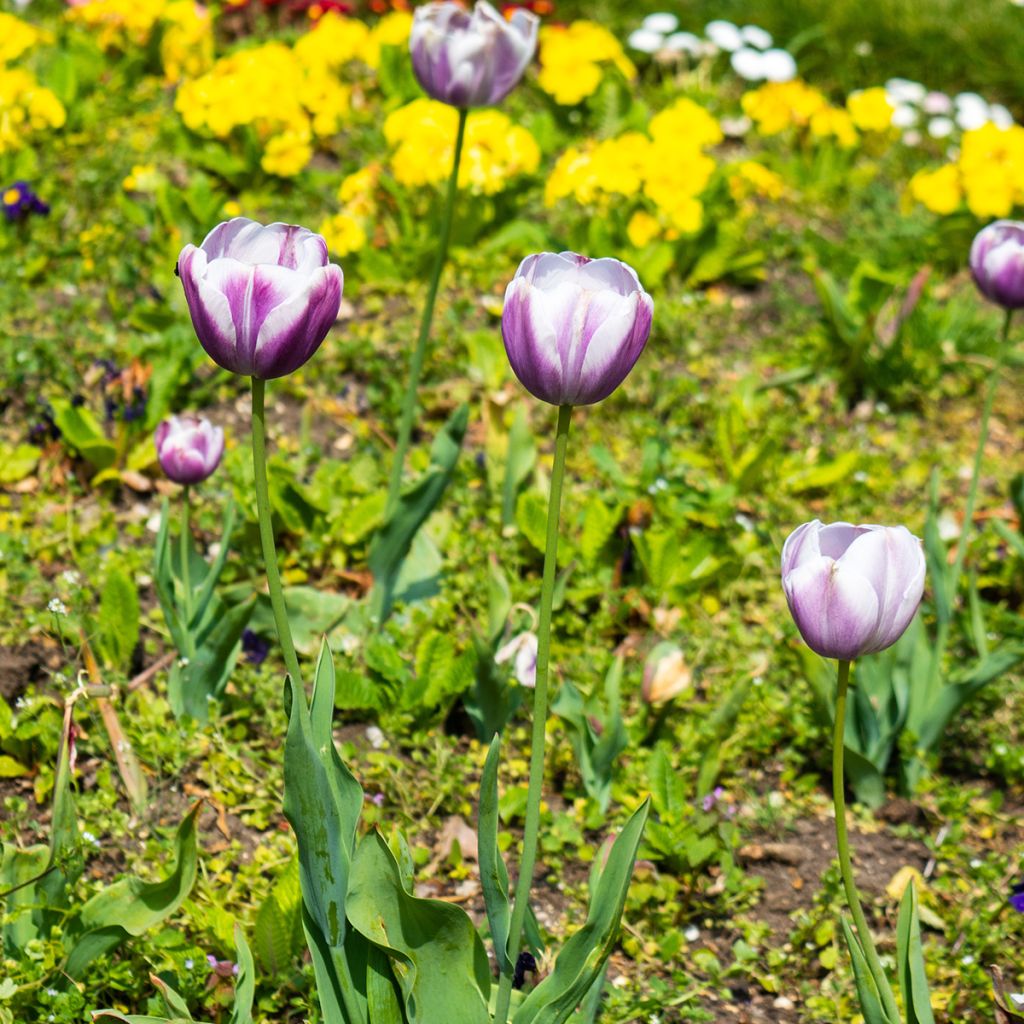 Triumftulppaani Flaming Flag