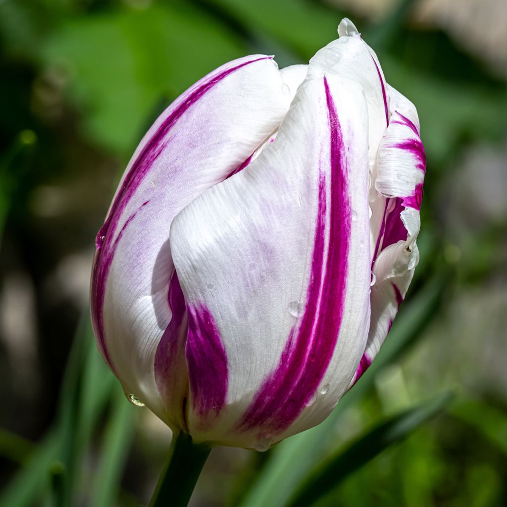 Triumftulppaani Flaming Flag