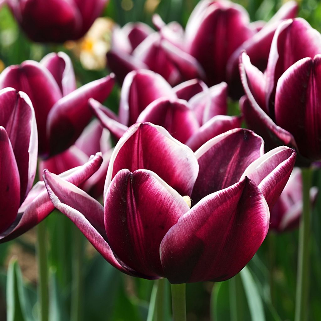 Triumftulppaani Fontainebleau