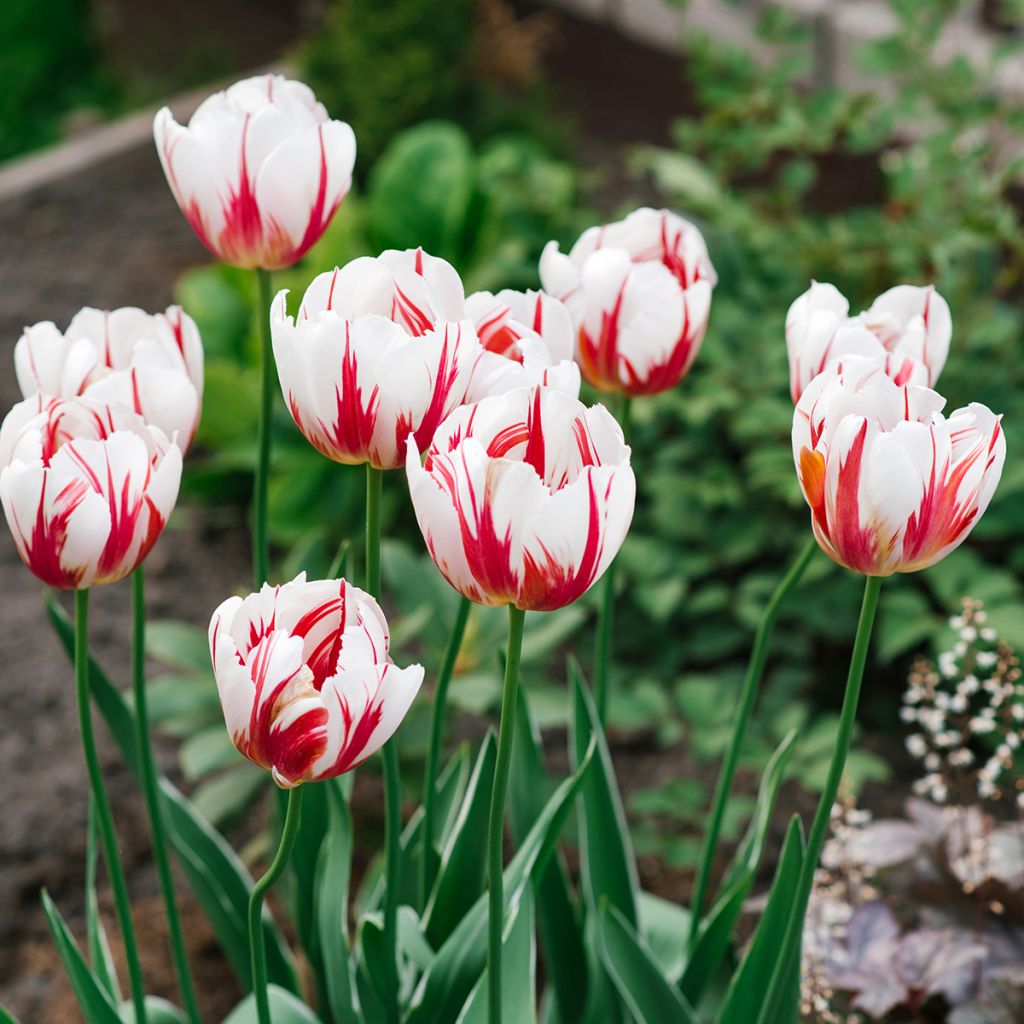 Triumftulppaani Happy Generation
