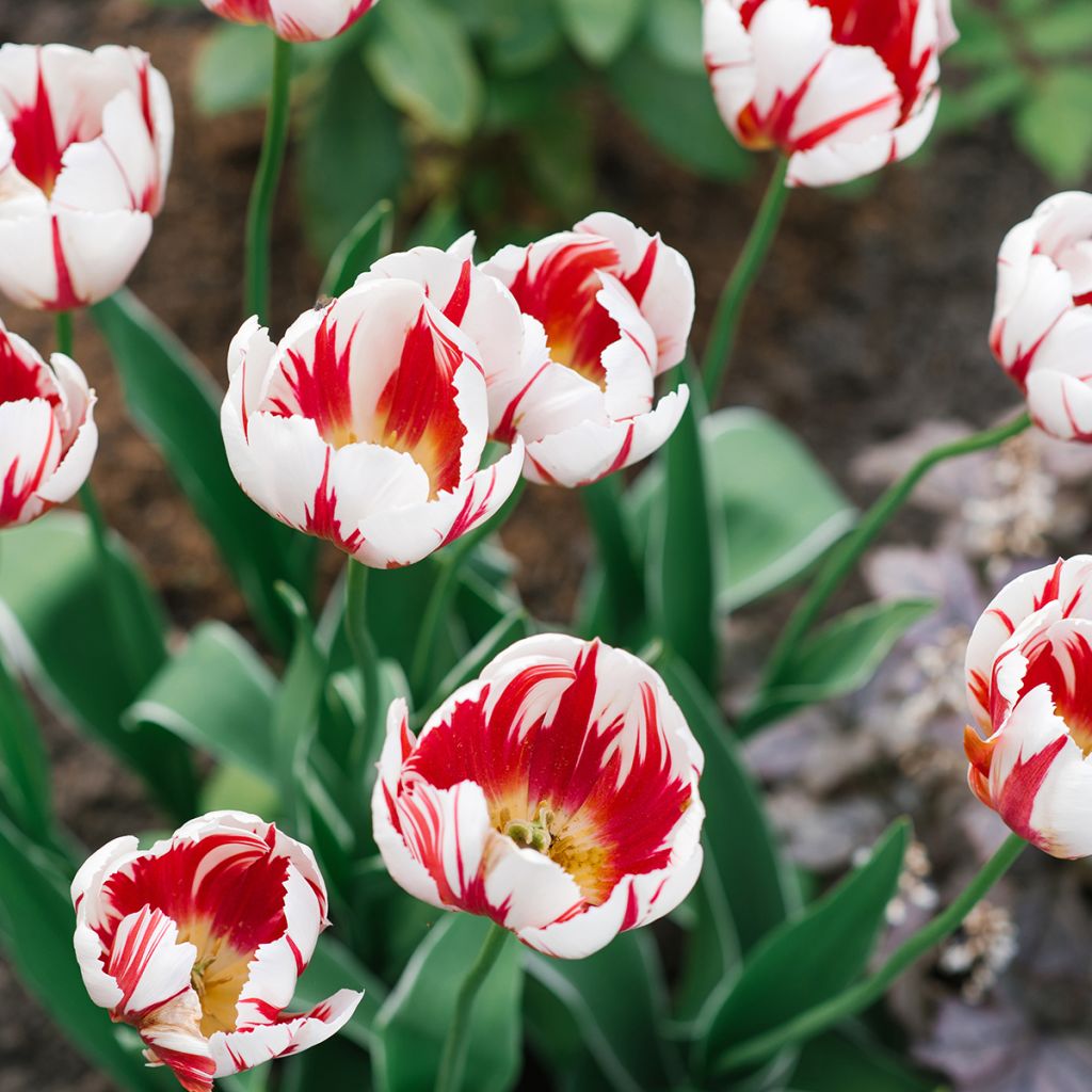 Triumftulppaani Happy Generation