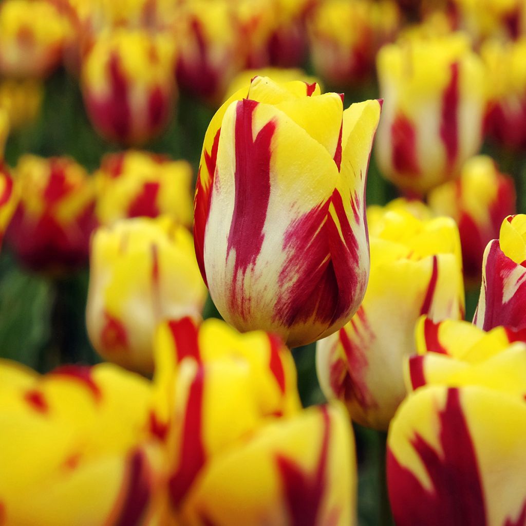 Triumftulppaani Helmar