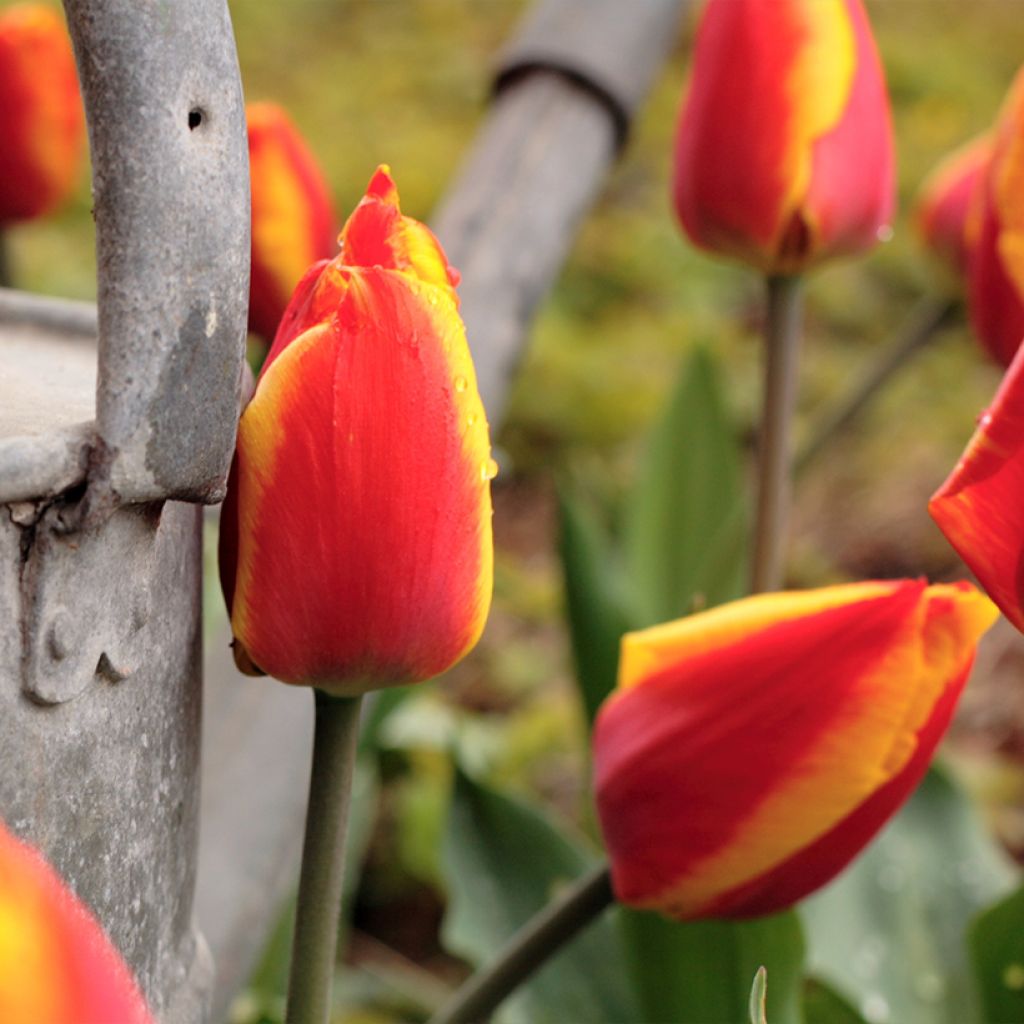 Triumftulppaani Kees Nelis