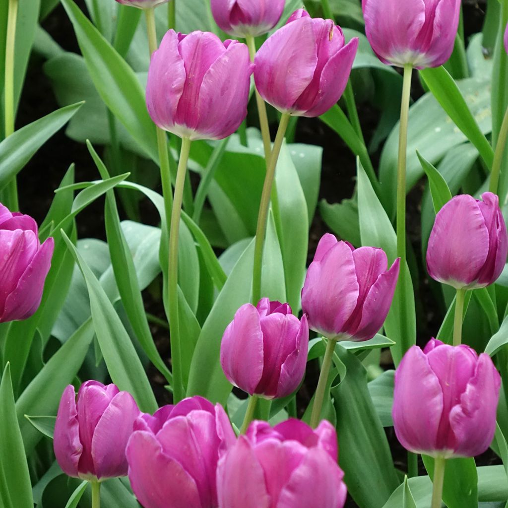 Triumftulppaani Negrita