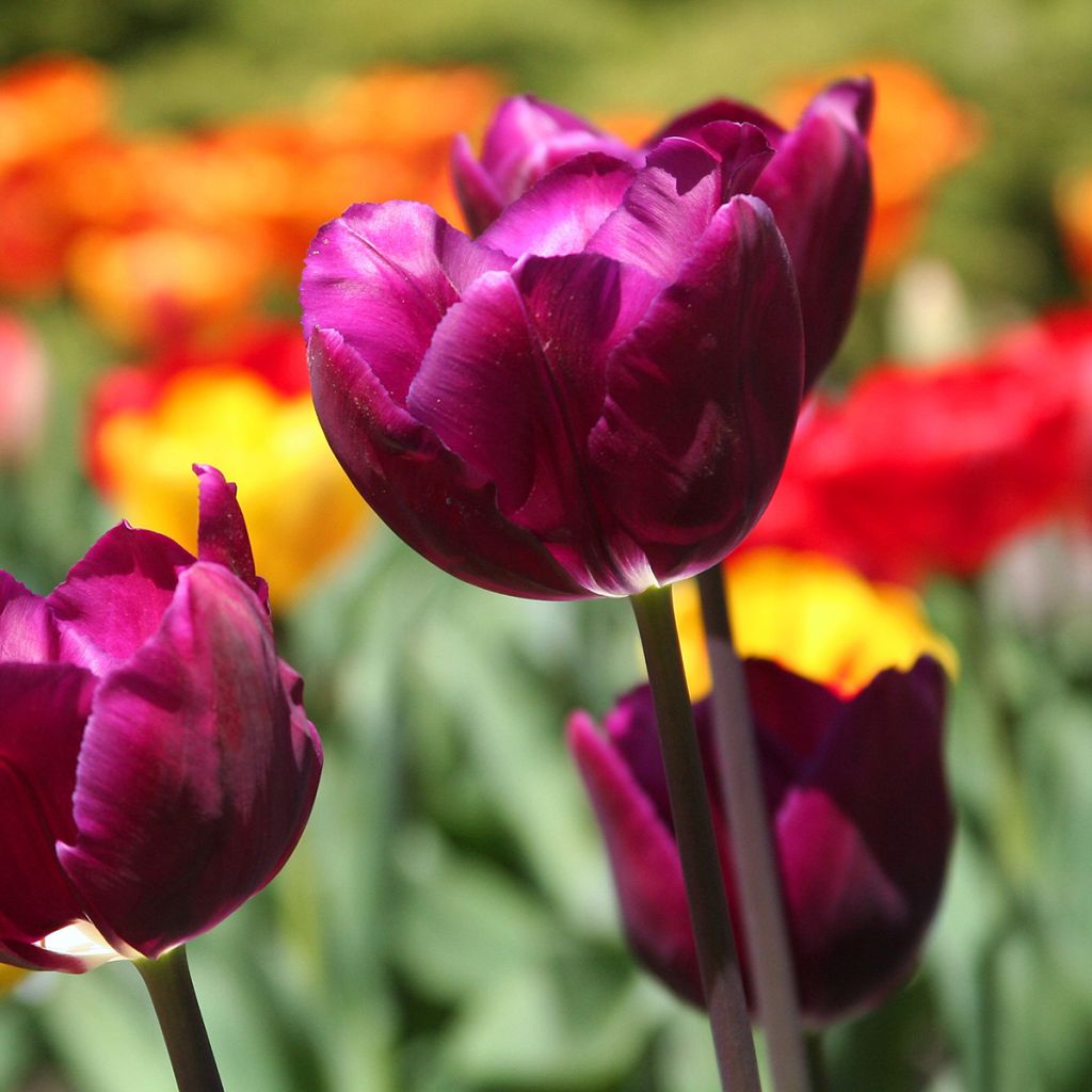 Triumftulppaani Passionale