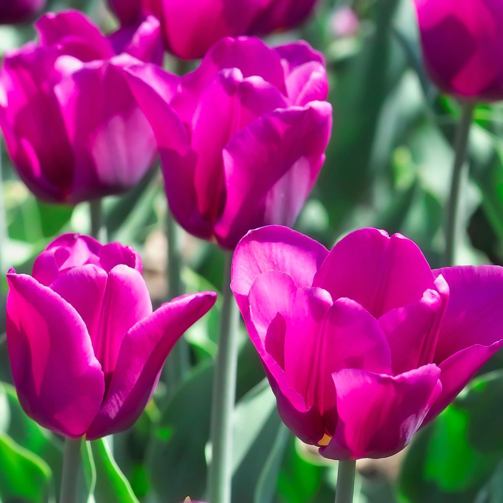 Triumftulppaani Passionale