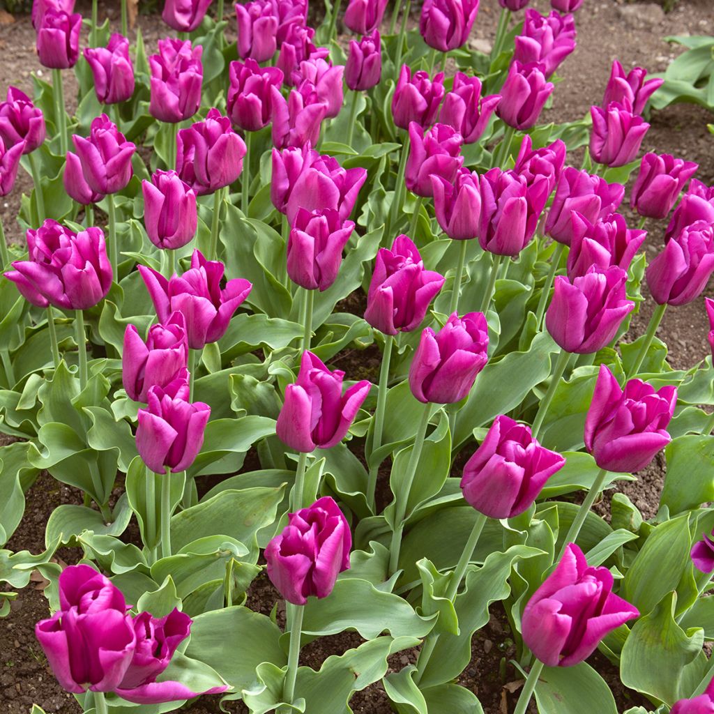 Triumftulppaani Passionale