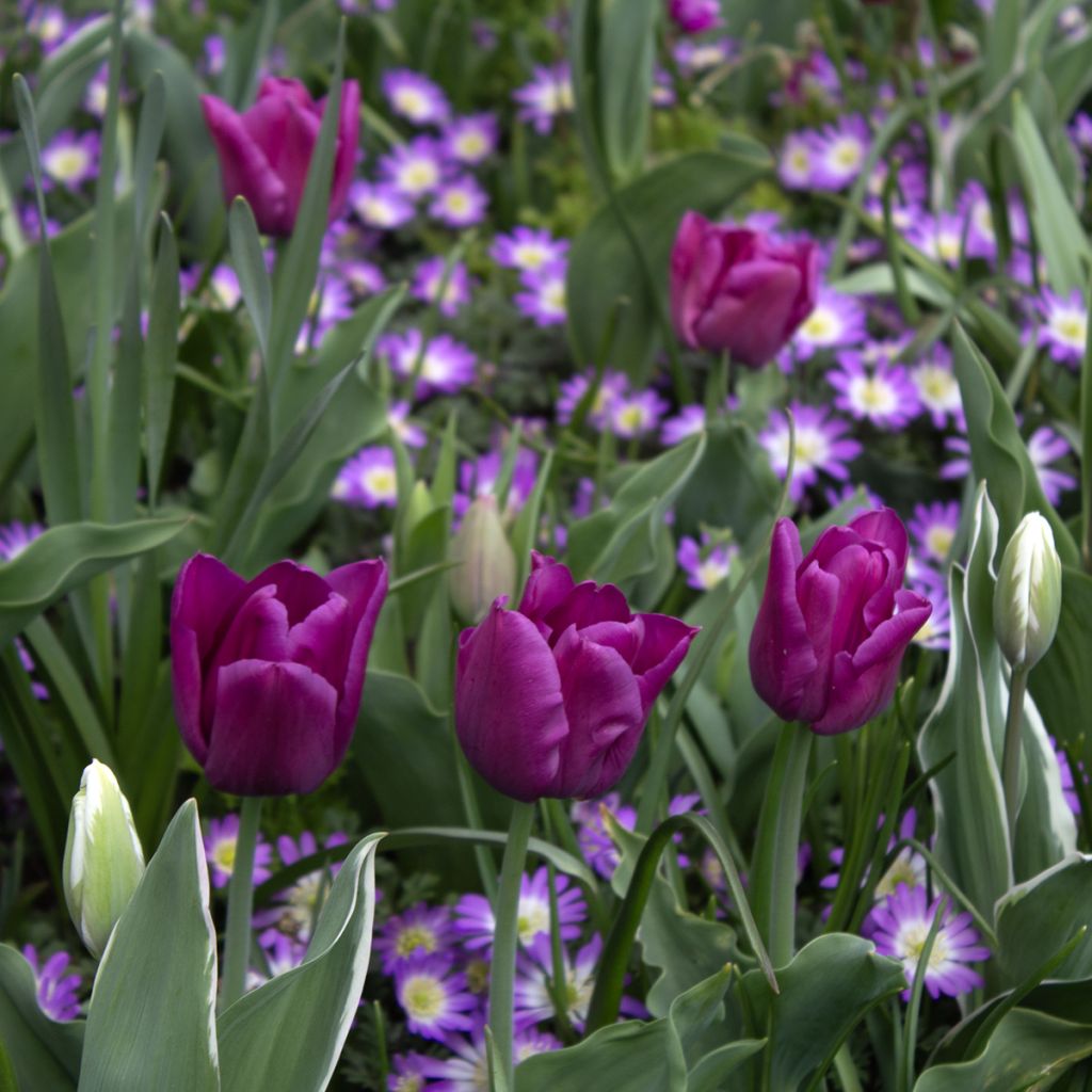 Triumftulppaani Passionale