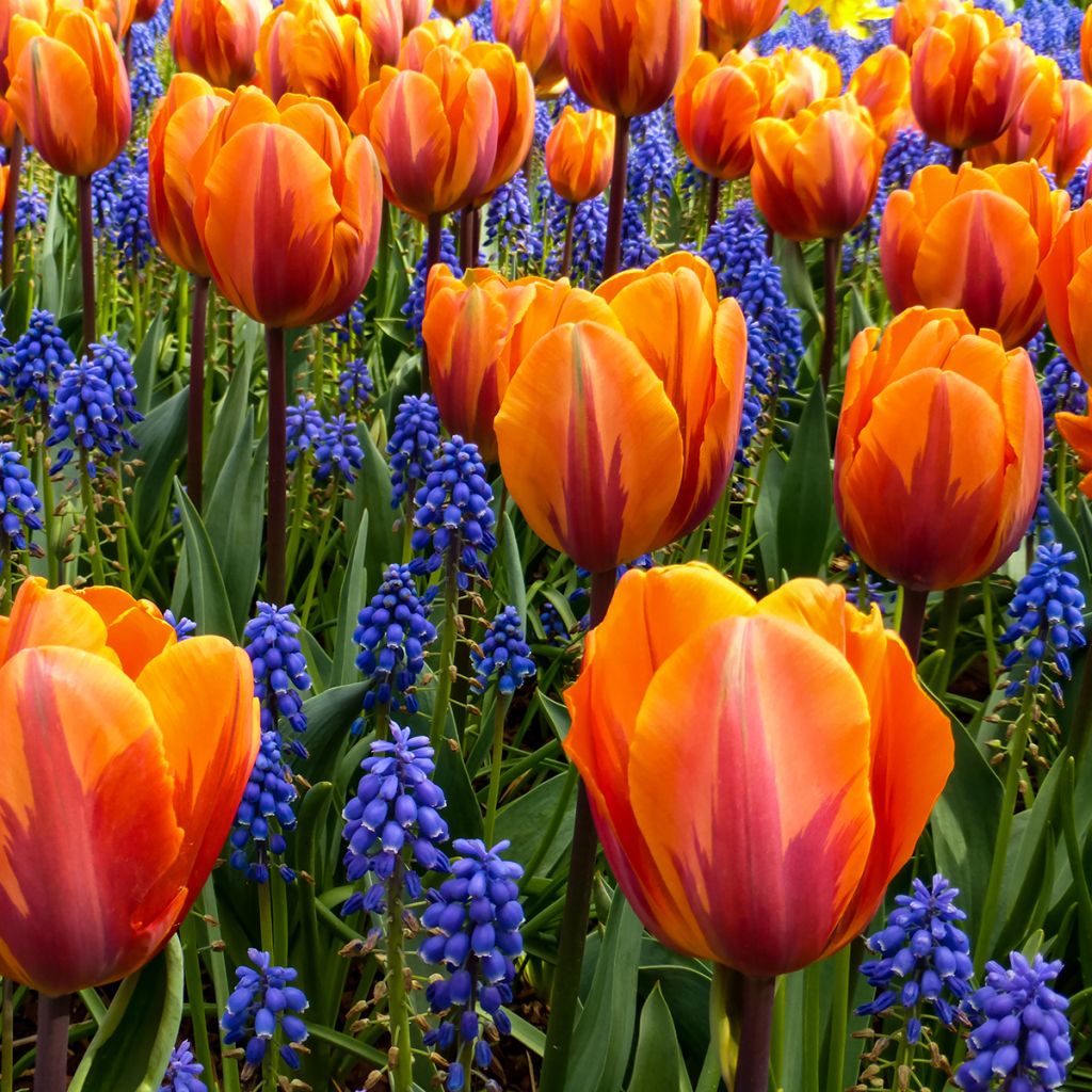 Triumftulppaani Prinses Irene