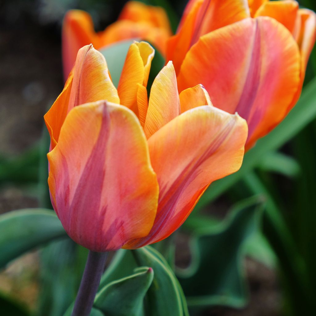 Triumftulppaani Prinses Irene
