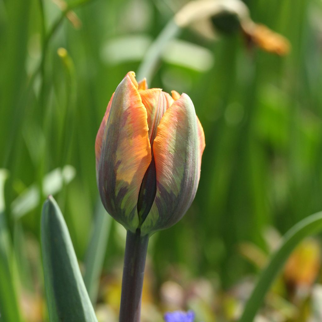 Triumftulppaani Prinses Irene