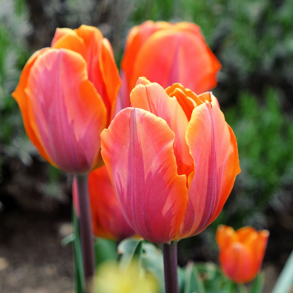 Triumftulppaani Prinses Irene