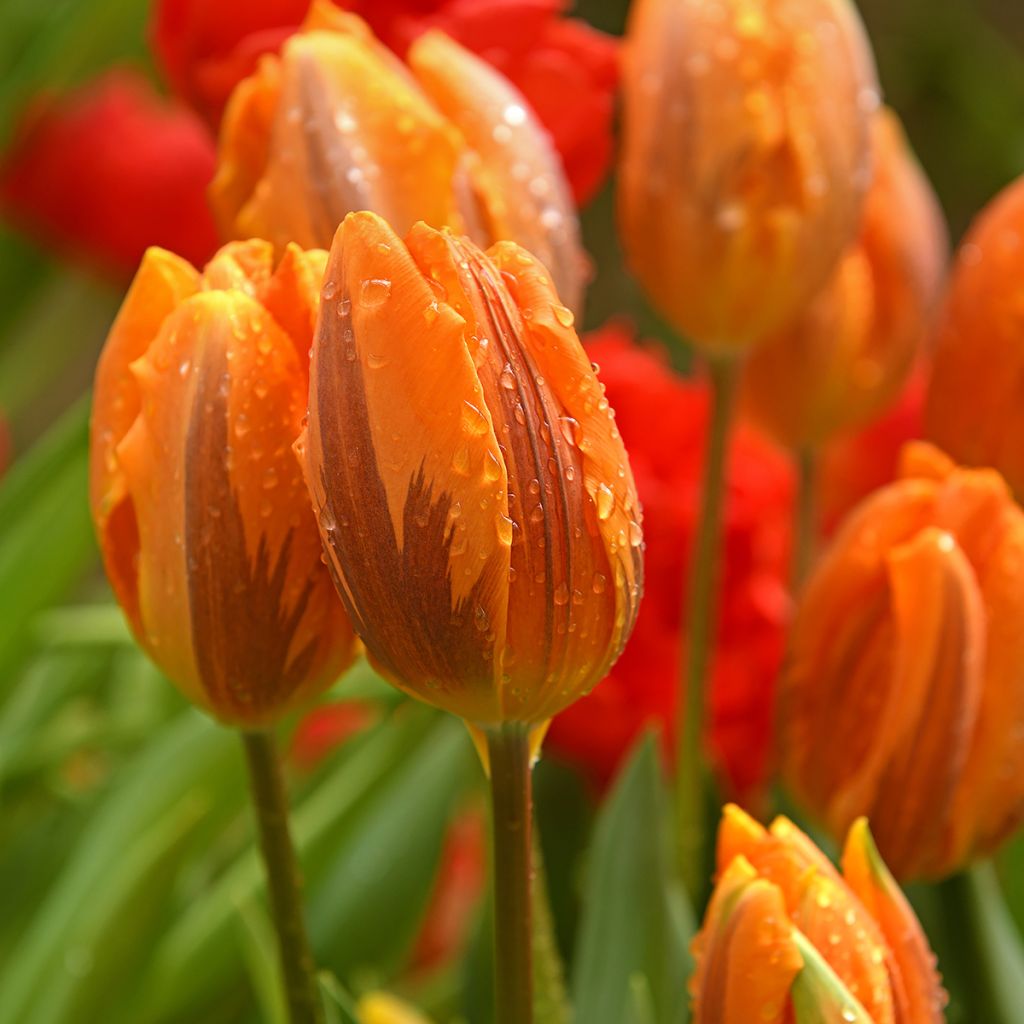 Triumftulppaani Prinses Irene