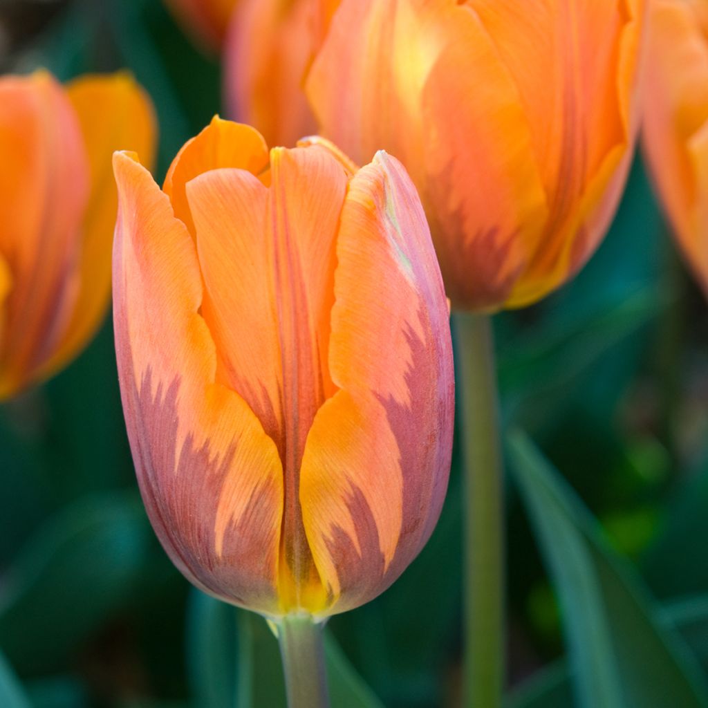 Triumftulppaani Prinses Irene