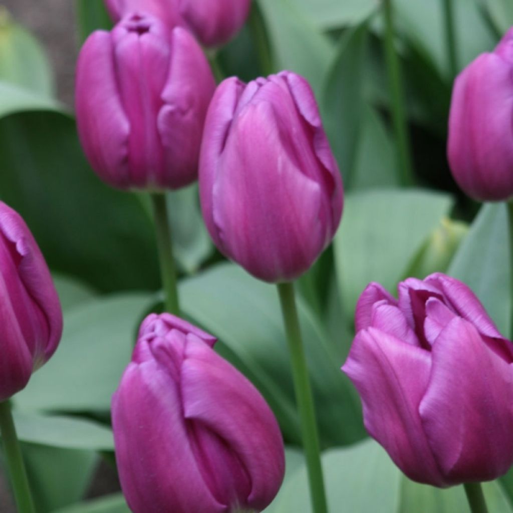 Triumftulppaani Purple Flag