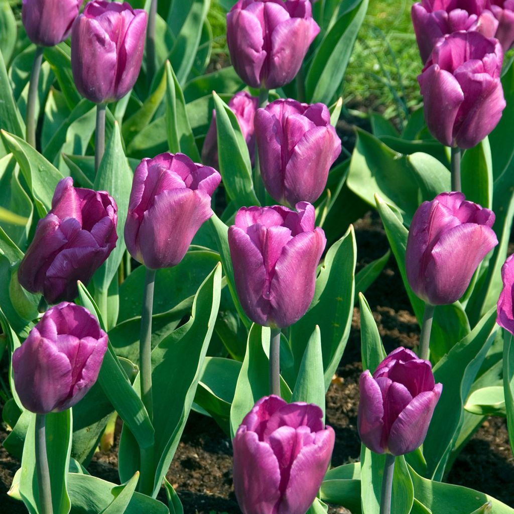 Triumftulppaani Purple Flag