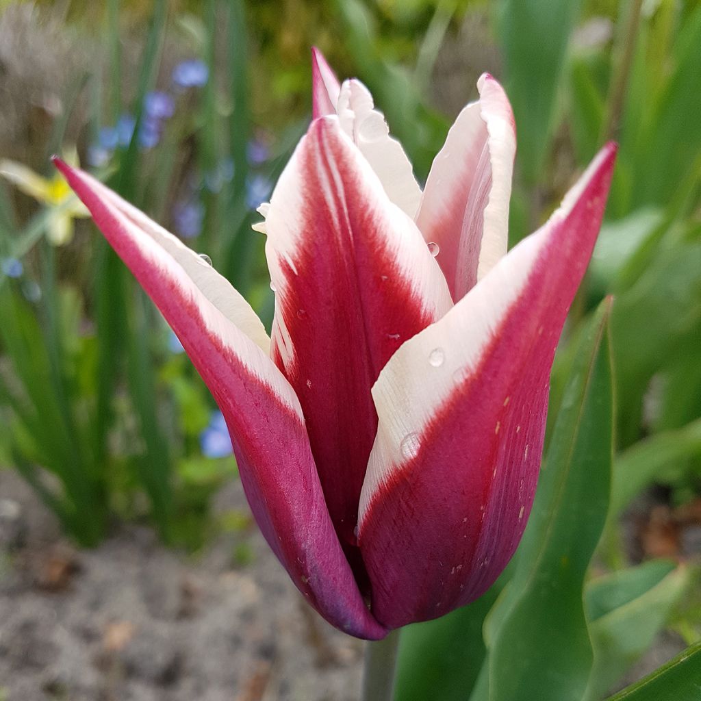 Triumftulppaani Rajka