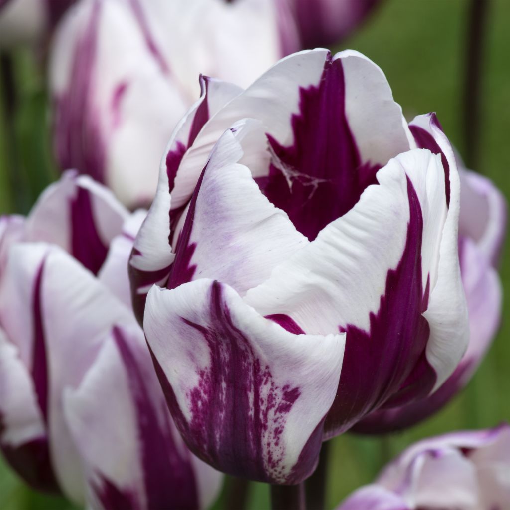 Triumftulppaani Rem's Favourite